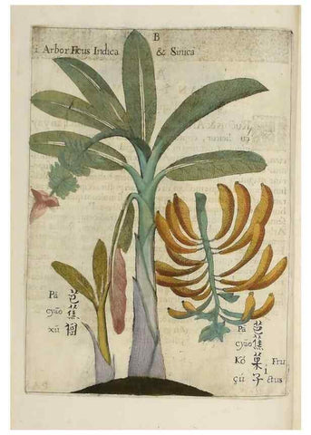Reproducción/Reproduction 36396111433: Flora sinensis,. Viennae, Austriae,Typis M. Rictij,1656.