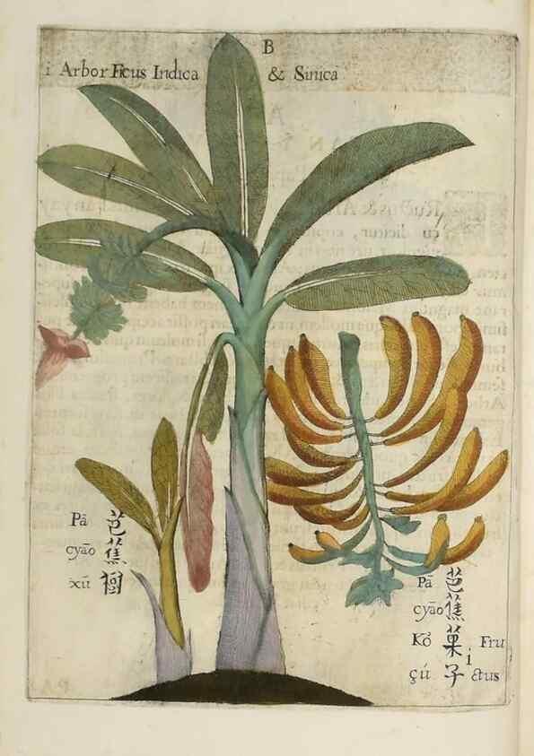 Reproducción/Reproduction 36396111433: Flora sinensis,. Viennae, Austriae,Typis M. Rictij,1656.