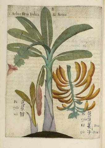 Reproducción/Reproduction 36396111433: Flora sinensis,. Viennae, Austriae,Typis M. Rictij,1656.