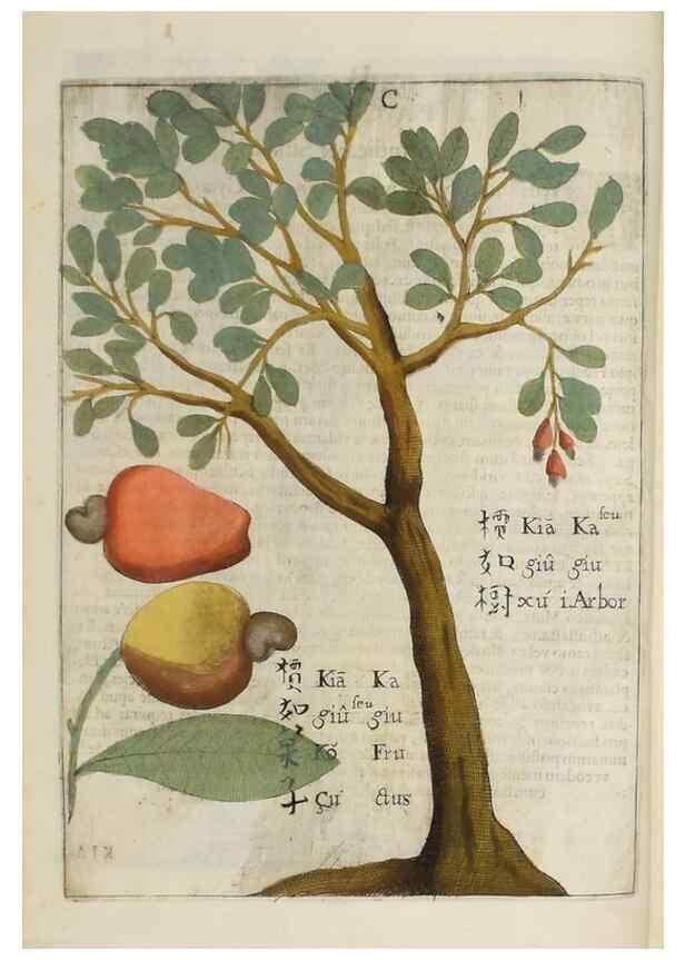 Reproducción/Reproduction 37038521412: Flora sinensis,. Viennae, Austriae,Typis M. Rictij,1656.
