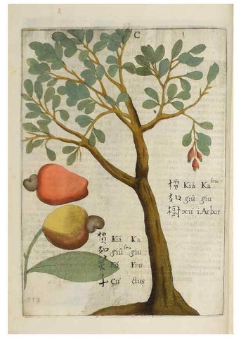 Reproducción/Reproduction 37038521412: Flora sinensis,. Viennae, Austriae,Typis M. Rictij,1656.