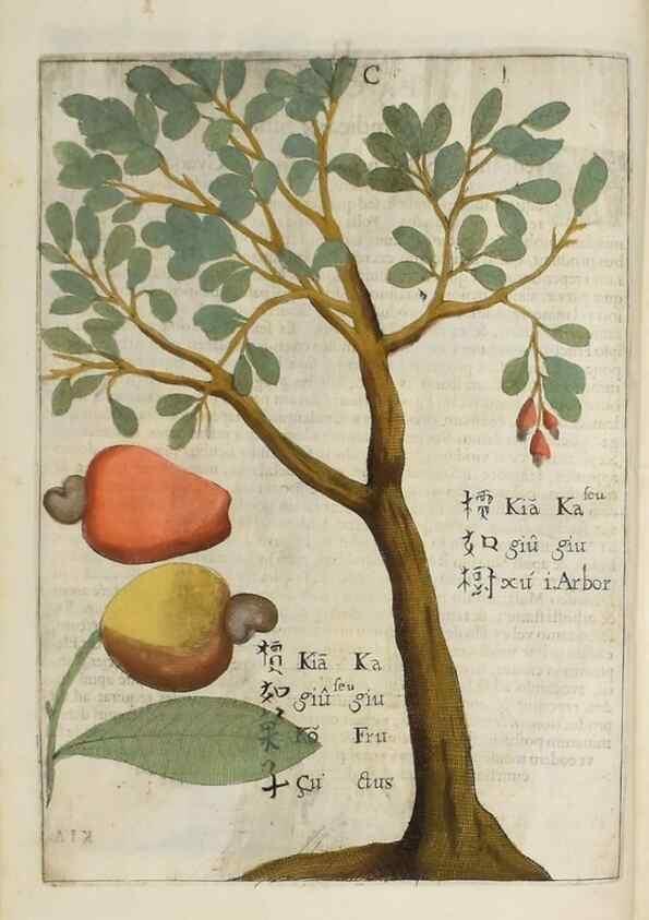 Reproducción/Reproduction 37038521412: Flora sinensis,. Viennae, Austriae,Typis M. Rictij,1656.