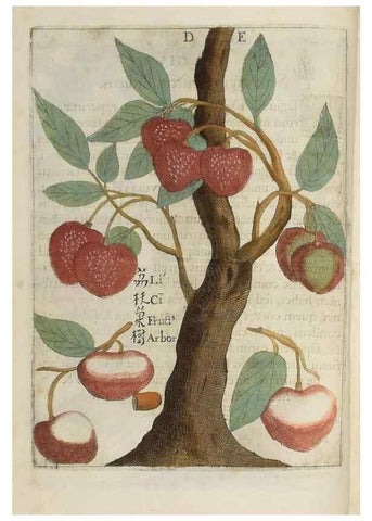 Reproducción/Reproduction 37068153101: Flora sinensis,. Viennae, Austriae,Typis M. Rictij,1656.