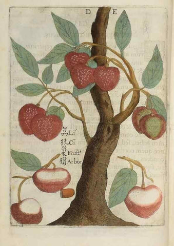 Reproducción/Reproduction 37068153101: Flora sinensis,. Viennae, Austriae,Typis M. Rictij,1656.