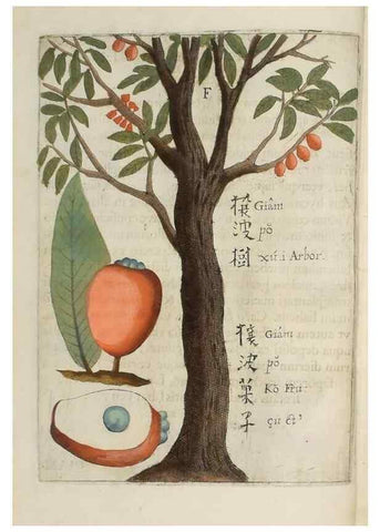 Reproducción/Reproduction 37068154001: Flora sinensis,. Viennae, Austriae,Typis M. Rictij,1656.