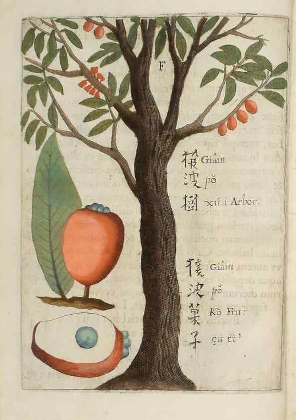 Reproducción/Reproduction 37068154001: Flora sinensis,. Viennae, Austriae,Typis M. Rictij,1656.
