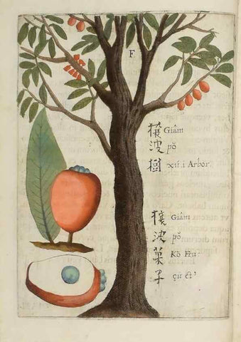 Reproducción/Reproduction 37068154001: Flora sinensis,. Viennae, Austriae,Typis M. Rictij,1656.