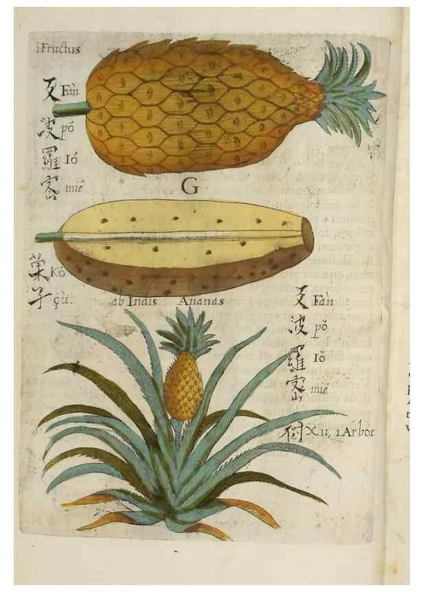 Reproducción/Reproduction 37068156061: Flora sinensis,. Viennae, Austriae,Typis M. Rictij,1656.