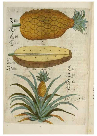 Reproducción/Reproduction 37068156061: Flora sinensis,. Viennae, Austriae,Typis M. Rictij,1656.