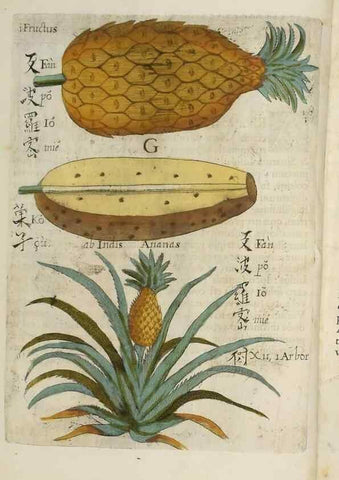 Reproducción/Reproduction 37068156061: Flora sinensis,. Viennae, Austriae,Typis M. Rictij,1656.