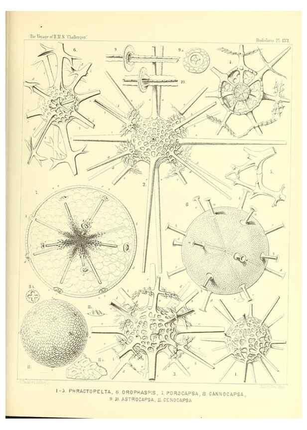 Reproducción/Reproduction 36908305586: Report on the scientific results of the voyage of H.M.S. Challenger during the years 1873-76 under the command of Captain George S. Nares .... Edinburgh :Neill,1880-1895.