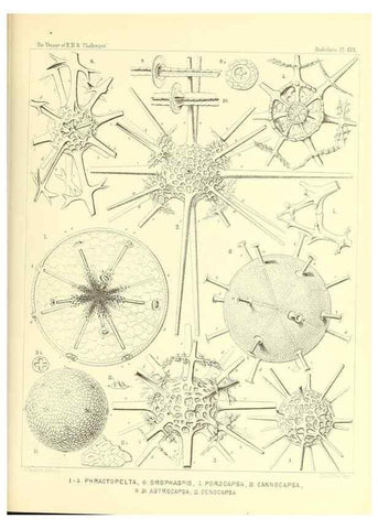 Reproducción/Reproduction 36908305586: Report on the scientific results of the voyage of H.M.S. Challenger during the years 1873-76 under the command of Captain George S. Nares .... Edinburgh :Neill,1880-1895.