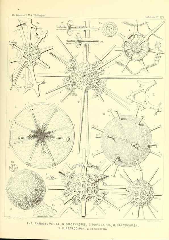Reproducción/Reproduction 36908305586: Report on the scientific results of the voyage of H.M.S. Challenger during the years 1873-76 under the command of Captain George S. Nares .... Edinburgh :Neill,1880-1895.
