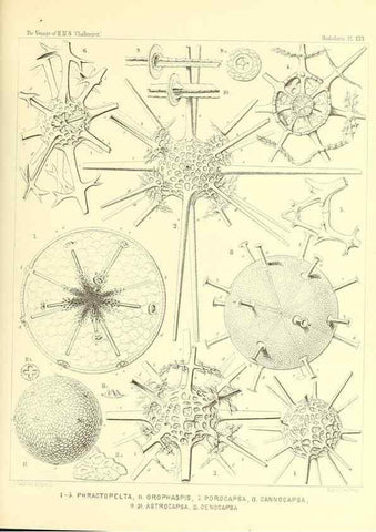 Reproducción/Reproduction 36908305586: Report on the scientific results of the voyage of H.M.S. Challenger during the years 1873-76 under the command of Captain George S. Nares .... Edinburgh :Neill,1880-1895.