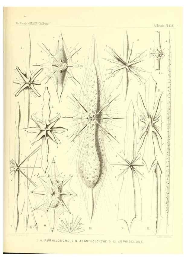Reproducción/Reproduction 37096703245: Report on the scientific results of the voyage of H.M.S. Challenger during the years 1873-76 under the command of Captain George S. Nares .... Edinburgh :Neill,1880-1895.