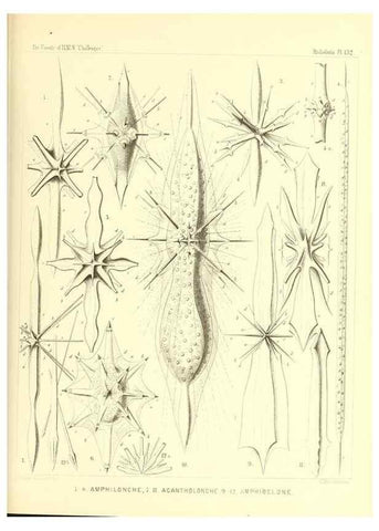 Reproducción/Reproduction 37096703245: Report on the scientific results of the voyage of H.M.S. Challenger during the years 1873-76 under the command of Captain George S. Nares .... Edinburgh :Neill,1880-1895.