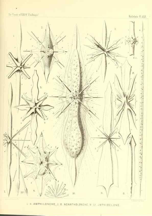 Reproducción/Reproduction 37096703245: Report on the scientific results of the voyage of H.M.S. Challenger during the years 1873-76 under the command of Captain George S. Nares .... Edinburgh :Neill,1880-1895.