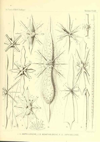Reproducción/Reproduction 37096703245: Report on the scientific results of the voyage of H.M.S. Challenger during the years 1873-76 under the command of Captain George S. Nares .... Edinburgh :Neill,1880-1895.