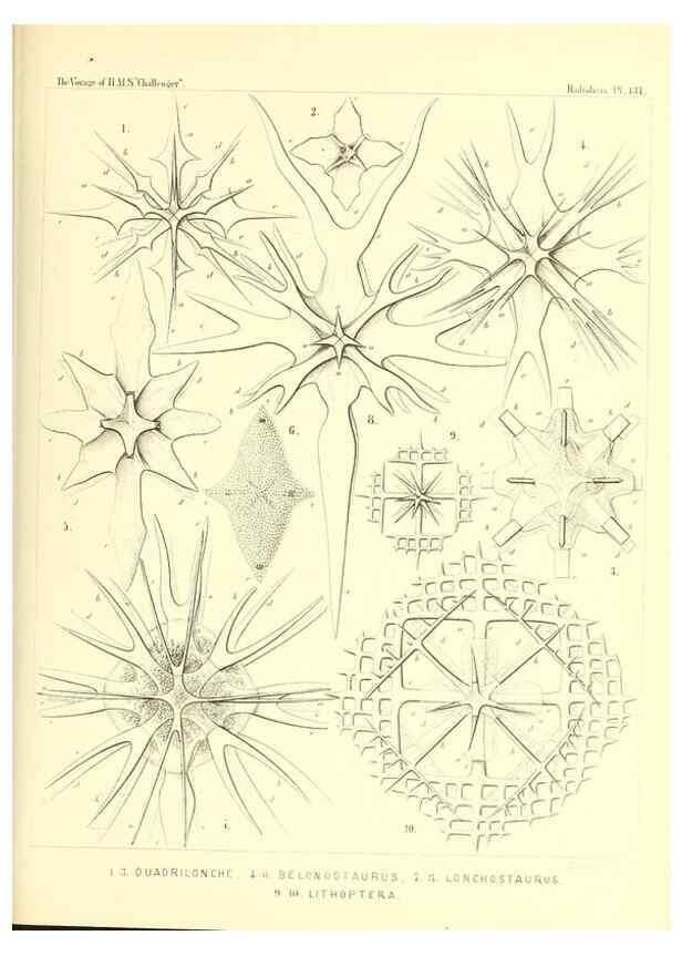 Reproducción/Reproduction 37096702185: Report on the scientific results of the voyage of H.M.S. Challenger during the years 1873-76 under the command of Captain George S. Nares .... Edinburgh :Neill,1880-1895.