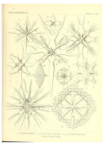 Reproducción/Reproduction 37096702185: Report on the scientific results of the voyage of H.M.S. Challenger during the years 1873-76 under the command of Captain George S. Nares .... Edinburgh :Neill,1880-1895.