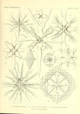 Reproducción/Reproduction 37096702185: Report on the scientific results of the voyage of H.M.S. Challenger during the years 1873-76 under the command of Captain George S. Nares .... Edinburgh :Neill,1880-1895.