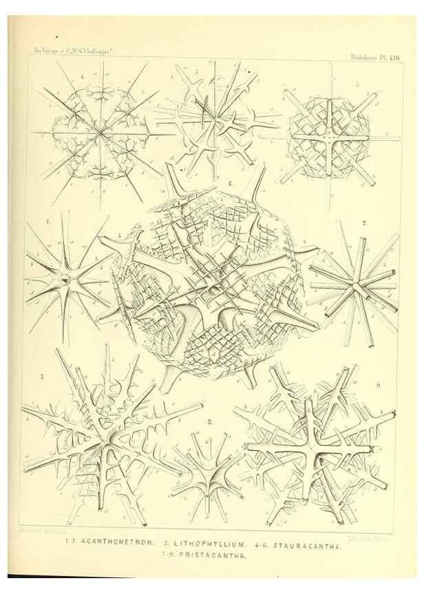 Reproducción/Reproduction 37096700855: Report on the scientific results of the voyage of H.M.S. Challenger during the years 1873-76 under the command of Captain George S. Nares .... Edinburgh :Neill,1880-1895.