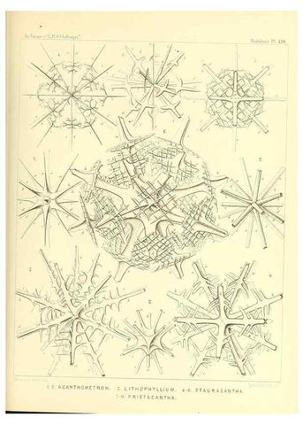 Reproducción/Reproduction 37096700855: Report on the scientific results of the voyage of H.M.S. Challenger during the years 1873-76 under the command of Captain George S. Nares .... Edinburgh :Neill,1880-1895.