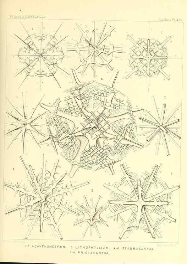 Reproducción/Reproduction 37096700855: Report on the scientific results of the voyage of H.M.S. Challenger during the years 1873-76 under the command of Captain George S. Nares .... Edinburgh :Neill,1880-1895.