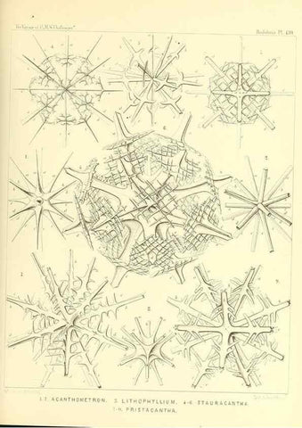 Reproducción/Reproduction 37096700855: Report on the scientific results of the voyage of H.M.S. Challenger during the years 1873-76 under the command of Captain George S. Nares .... Edinburgh :Neill,1880-1895.