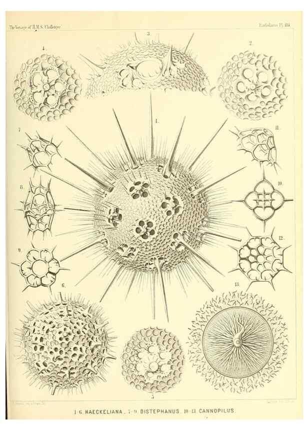 Reproducción/Reproduction 36261572474: Report on the scientific results of the voyage of H.M.S. Challenger during the years 1873-76 under the command of Captain George S. Nares .... Edinburgh :Neill,1880-1895.