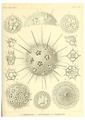 Reproducción/Reproduction 36261572474: Report on the scientific results of the voyage of H.M.S. Challenger during the years 1873-76 under the command of Captain George S. Nares .... Edinburgh :Neill,1880-1895.