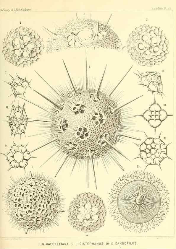 Reproducción/Reproduction 36261572474: Report on the scientific results of the voyage of H.M.S. Challenger during the years 1873-76 under the command of Captain George S. Nares .... Edinburgh :Neill,1880-1895.