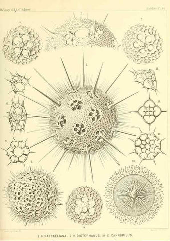 Reproducción/Reproduction 36261572474: Report on the scientific results of the voyage of H.M.S. Challenger during the years 1873-76 under the command of Captain George S. Nares .... Edinburgh :Neill,1880-1895.
