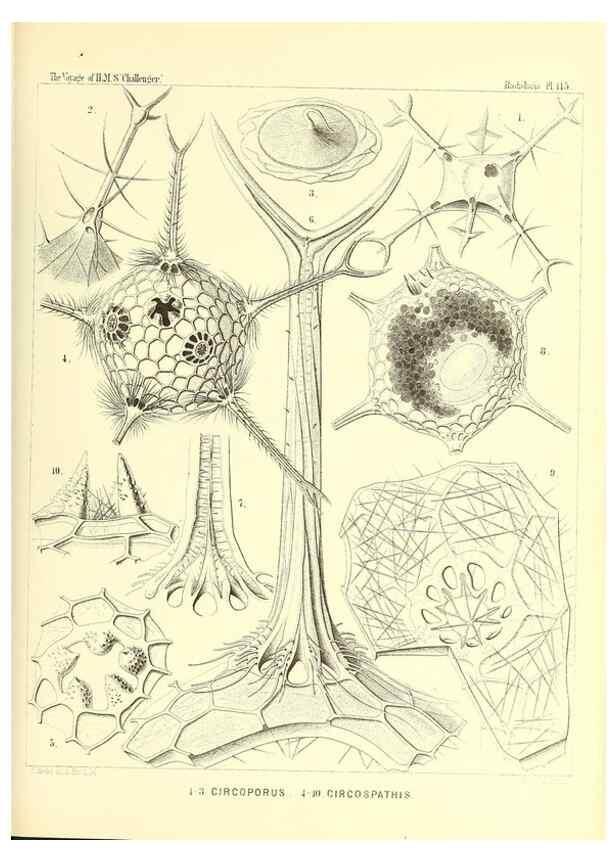 Reproducción/Reproduction 36261574234: Report on the scientific results of the voyage of H.M.S. Challenger during the years 1873-76 under the command of Captain George S. Nares .... Edinburgh :Neill,1880-1895.