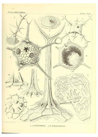 Reproducción/Reproduction 36261574234: Report on the scientific results of the voyage of H.M.S. Challenger during the years 1873-76 under the command of Captain George S. Nares .... Edinburgh :Neill,1880-1895.