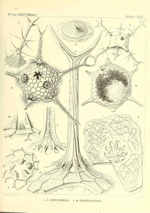 Reproducción/Reproduction 36261574234: Report on the scientific results of the voyage of H.M.S. Challenger during the years 1873-76 under the command of Captain George S. Nares .... Edinburgh :Neill,1880-1895.
