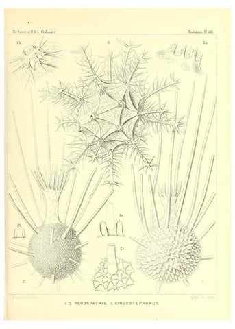 Reproducción/Reproduction 36261575844: Report on the scientific results of the voyage of H.M.S. Challenger during the years 1873-76 under the command of Captain George S. Nares .... Edinburgh :Neill,1880-1895.