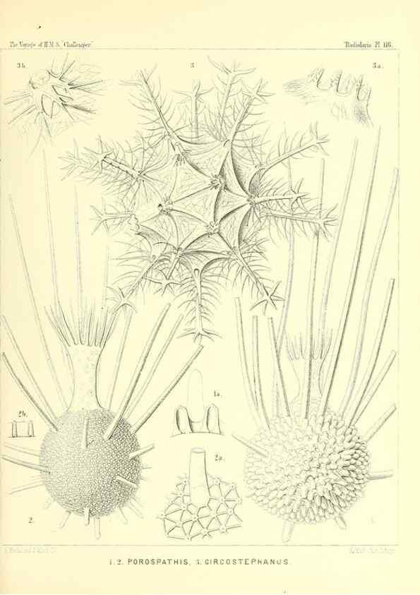 Reproducción/Reproduction 36261575844: Report on the scientific results of the voyage of H.M.S. Challenger during the years 1873-76 under the command of Captain George S. Nares .... Edinburgh :Neill,1880-1895.