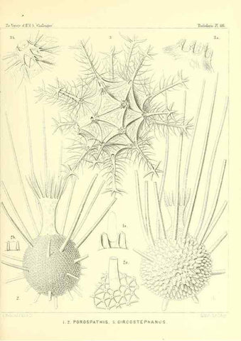 Reproducción/Reproduction 36261575844: Report on the scientific results of the voyage of H.M.S. Challenger during the years 1873-76 under the command of Captain George S. Nares .... Edinburgh :Neill,1880-1895.
