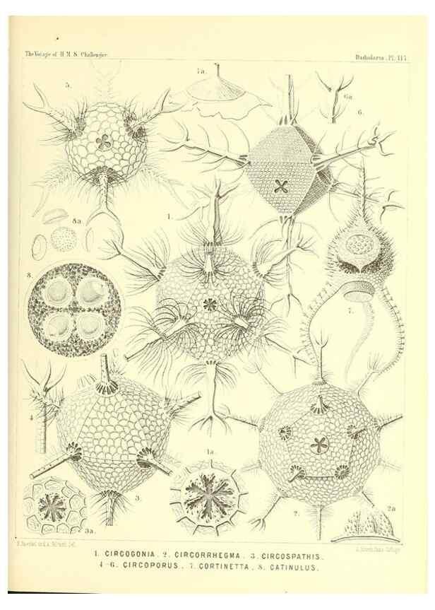 Reproducción/Reproduction 36261577524: Report on the scientific results of the voyage of H.M.S. Challenger during the years 1873-76 under the command of Captain George S. Nares .... Edinburgh :Neill,1880-1895.