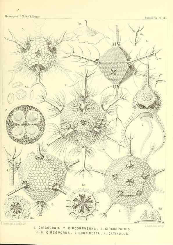 Reproducción/Reproduction 36261577524: Report on the scientific results of the voyage of H.M.S. Challenger during the years 1873-76 under the command of Captain George S. Nares .... Edinburgh :Neill,1880-1895.