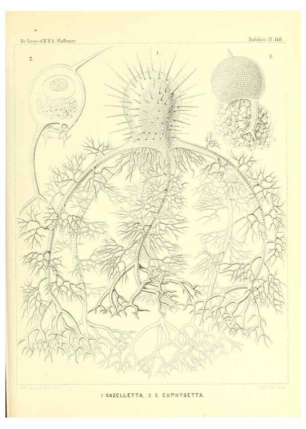 Reproducción/Reproduction 36261579214: Report on the scientific results of the voyage of H.M.S. Challenger during the years 1873-76 under the command of Captain George S. Nares .... Edinburgh :Neill,1880-1895.