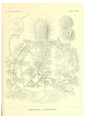Reproducción/Reproduction 36261579214: Report on the scientific results of the voyage of H.M.S. Challenger during the years 1873-76 under the command of Captain George S. Nares .... Edinburgh :Neill,1880-1895.