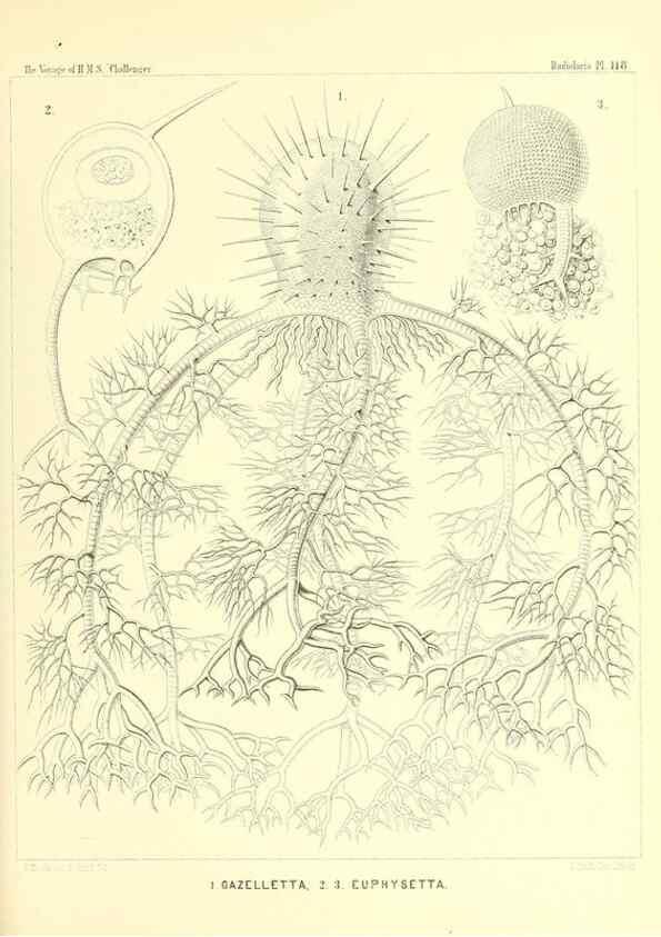 Reproducción/Reproduction 36261579214: Report on the scientific results of the voyage of H.M.S. Challenger during the years 1873-76 under the command of Captain George S. Nares .... Edinburgh :Neill,1880-1895.