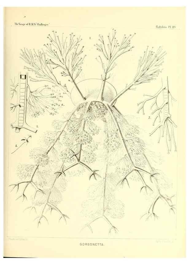 Reproducción/Reproduction 36261580984: Report on the scientific results of the voyage of H.M.S. Challenger during the years 1873-76 under the command of Captain George S. Nares .... Edinburgh :Neill,1880-1895.