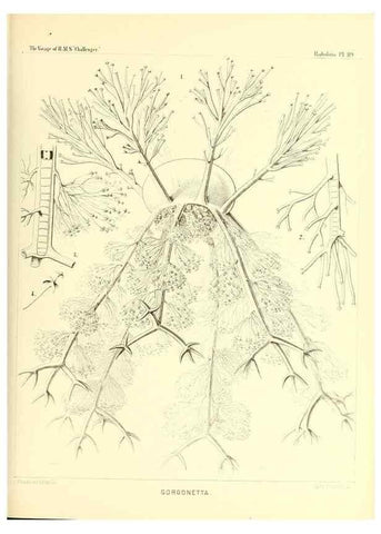 Reproducción/Reproduction 36261580984: Report on the scientific results of the voyage of H.M.S. Challenger during the years 1873-76 under the command of Captain George S. Nares .... Edinburgh :Neill,1880-1895.
