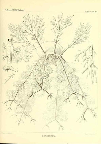 Reproducción/Reproduction 36261580984: Report on the scientific results of the voyage of H.M.S. Challenger during the years 1873-76 under the command of Captain George S. Nares .... Edinburgh :Neill,1880-1895.