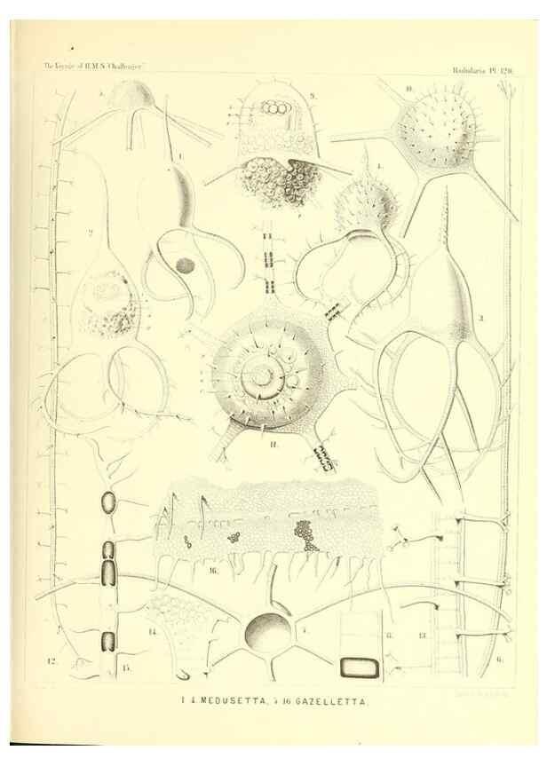Reproducción/Reproduction 36261582854: Report on the scientific results of the voyage of H.M.S. Challenger during the years 1873-76 under the command of Captain George S. Nares .... Edinburgh :Neill,1880-1895.