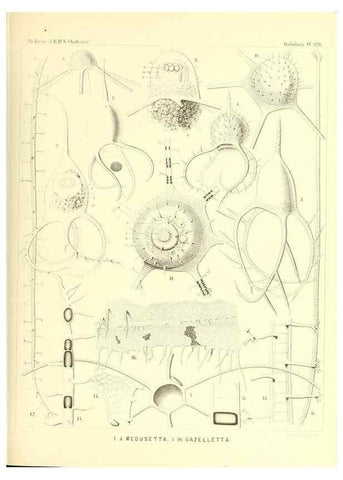 Reproducción/Reproduction 36261582854: Report on the scientific results of the voyage of H.M.S. Challenger during the years 1873-76 under the command of Captain George S. Nares .... Edinburgh :Neill,1880-1895.