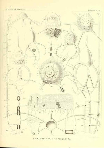Reproducción/Reproduction 36261582854: Report on the scientific results of the voyage of H.M.S. Challenger during the years 1873-76 under the command of Captain George S. Nares .... Edinburgh :Neill,1880-1895.